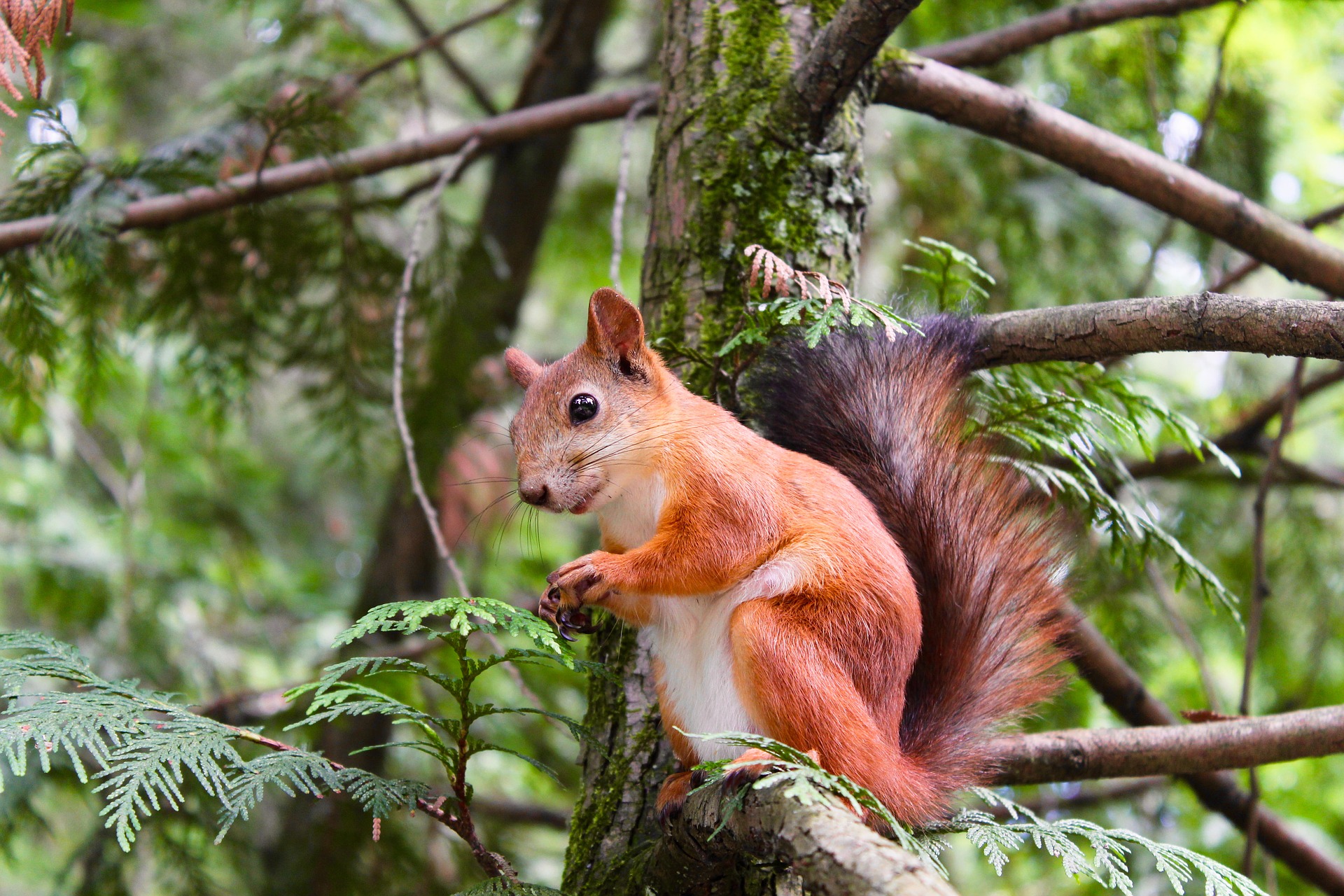 Eurasisches Eichhörnchen - squirrel
