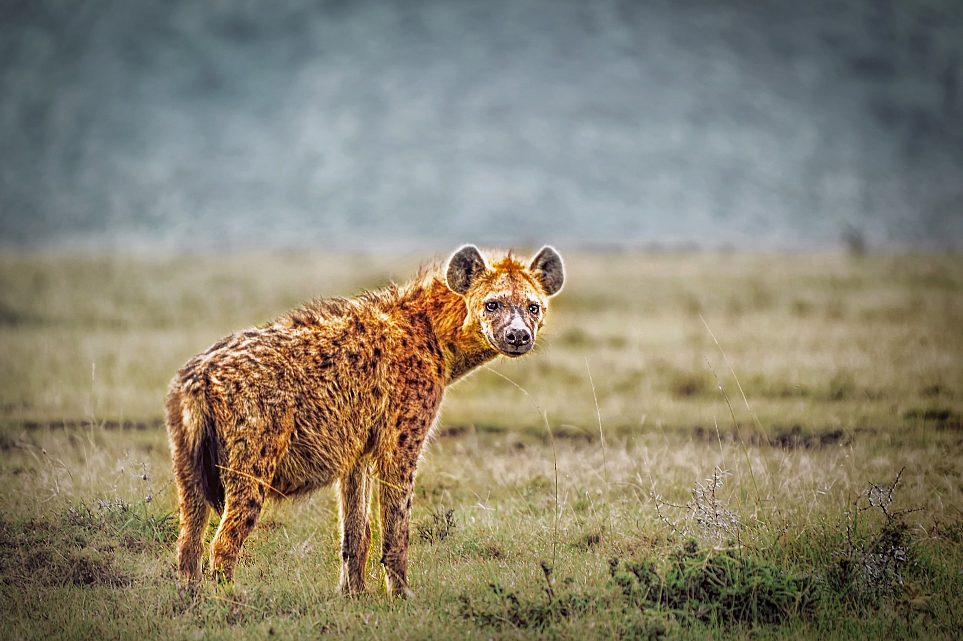 Tüpfelhyäne - hyena