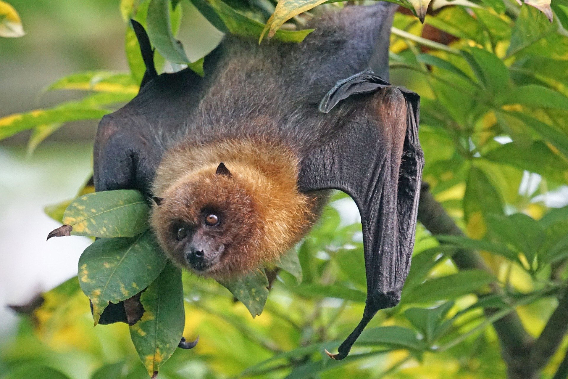 Flughund (flying fox/fruit bats)