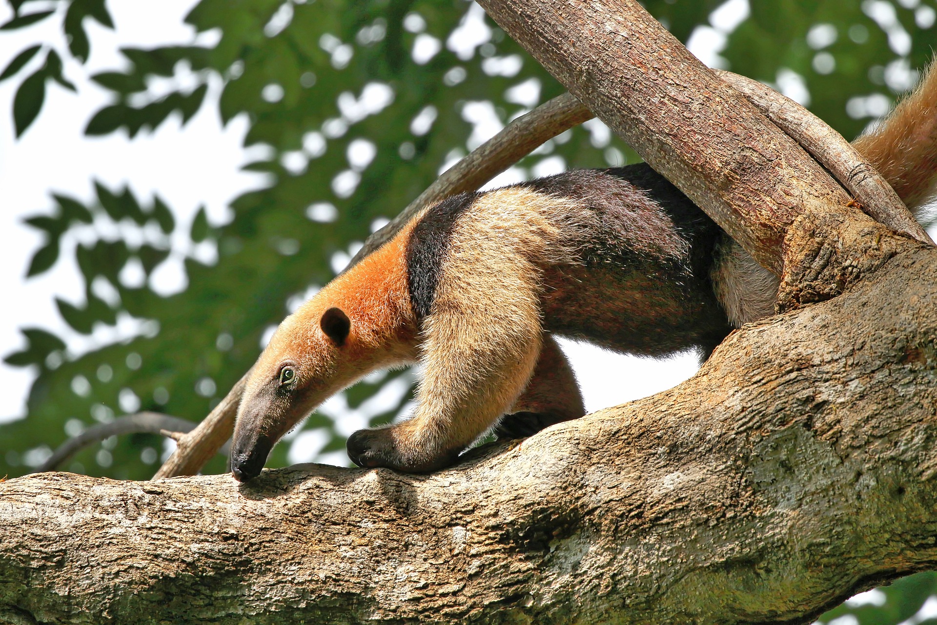 Ameisenbär - anteater