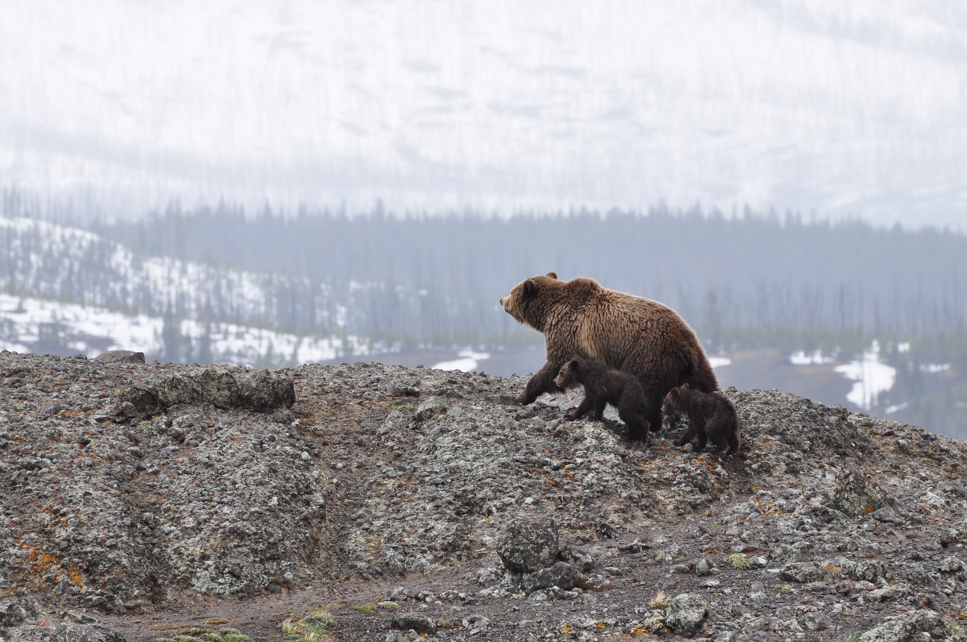 Grizzlybär (Graubär) - grizzly