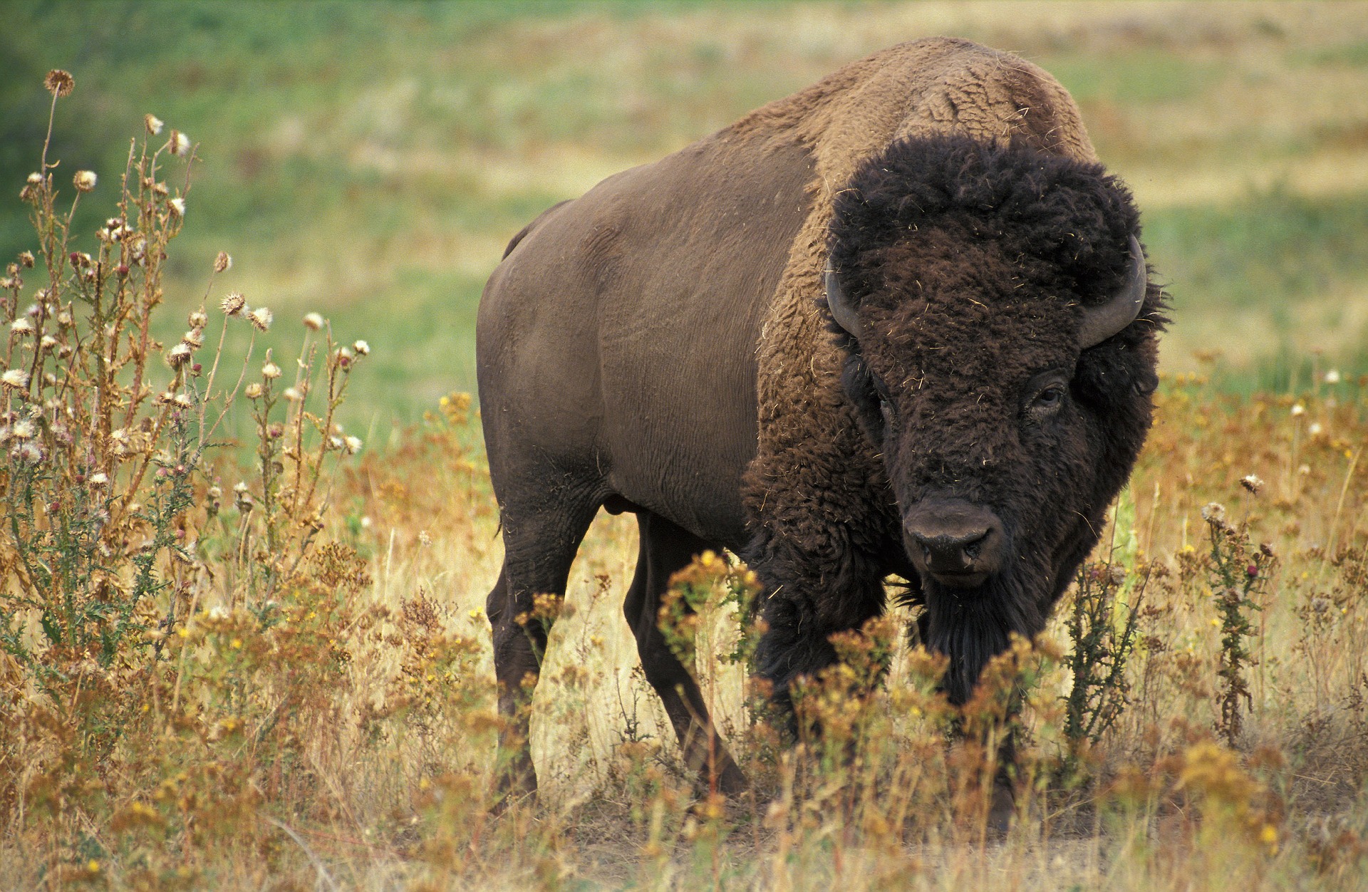 Bison - buffalo
