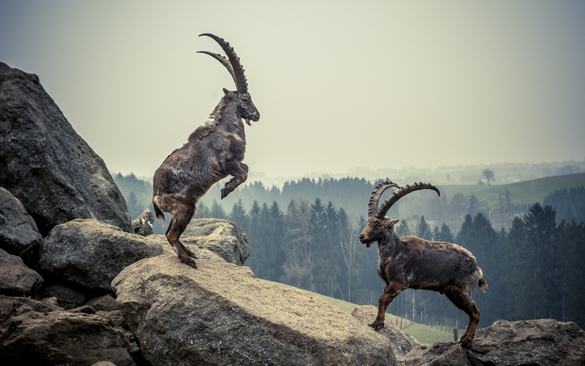 Alpensteinbock - ibex