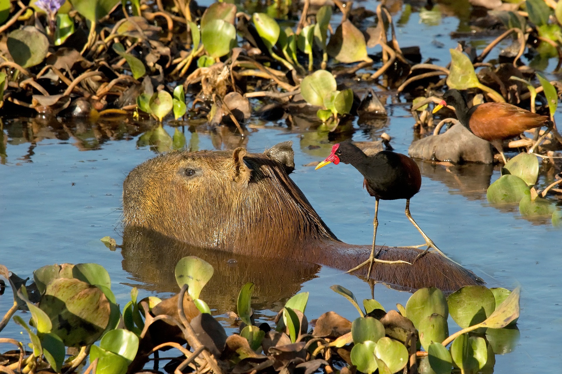 Capybara (Wasserschwein))