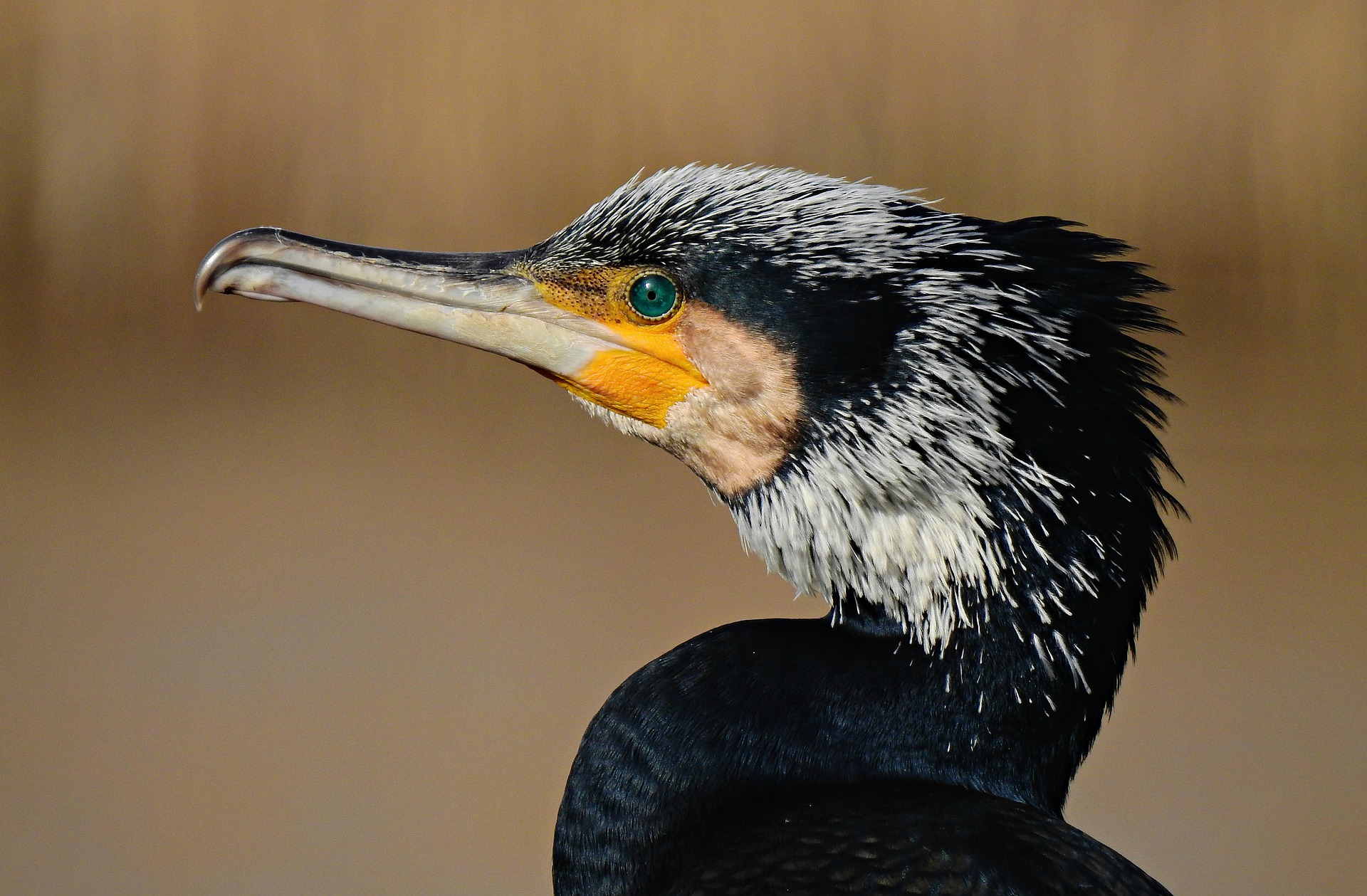 Kormoran - cormorant