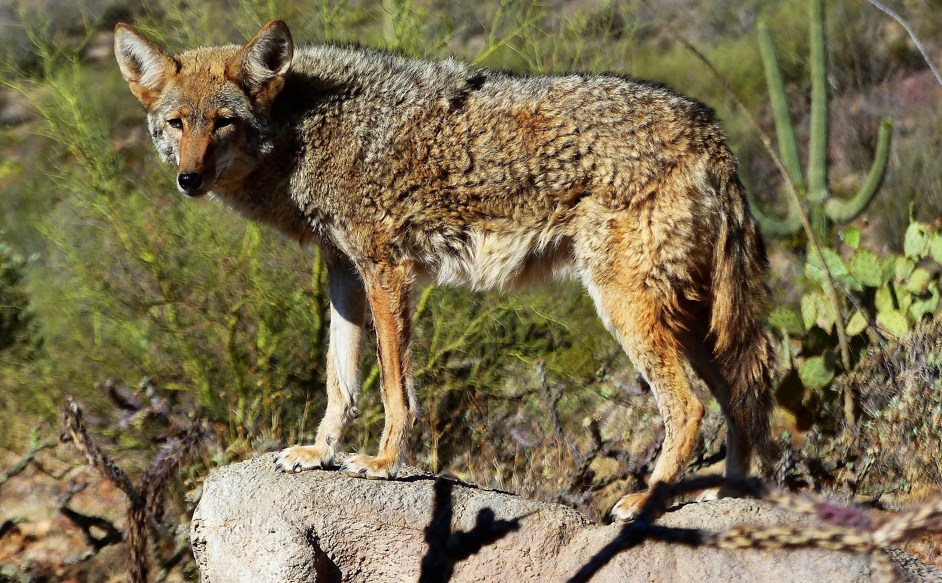 Kojote - coyote