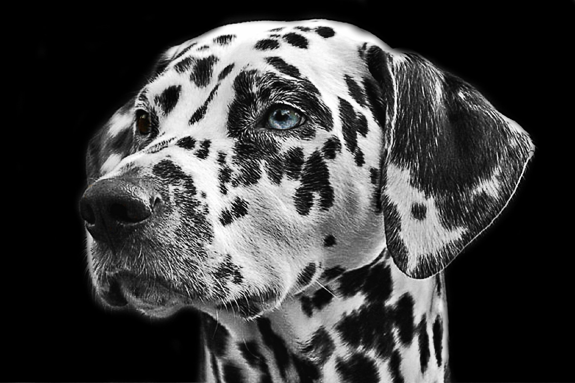 Dalmatiner (Hund)
