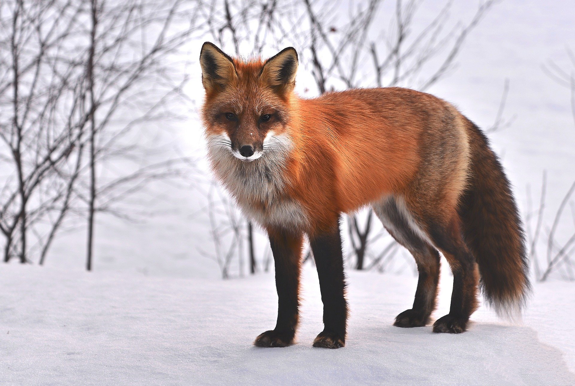 Rotfuchs - red fox