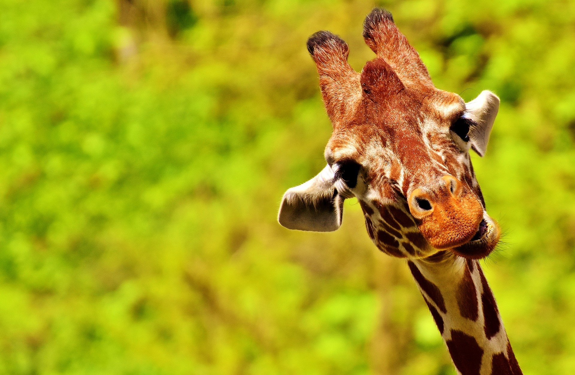 Giraffe - giraffe