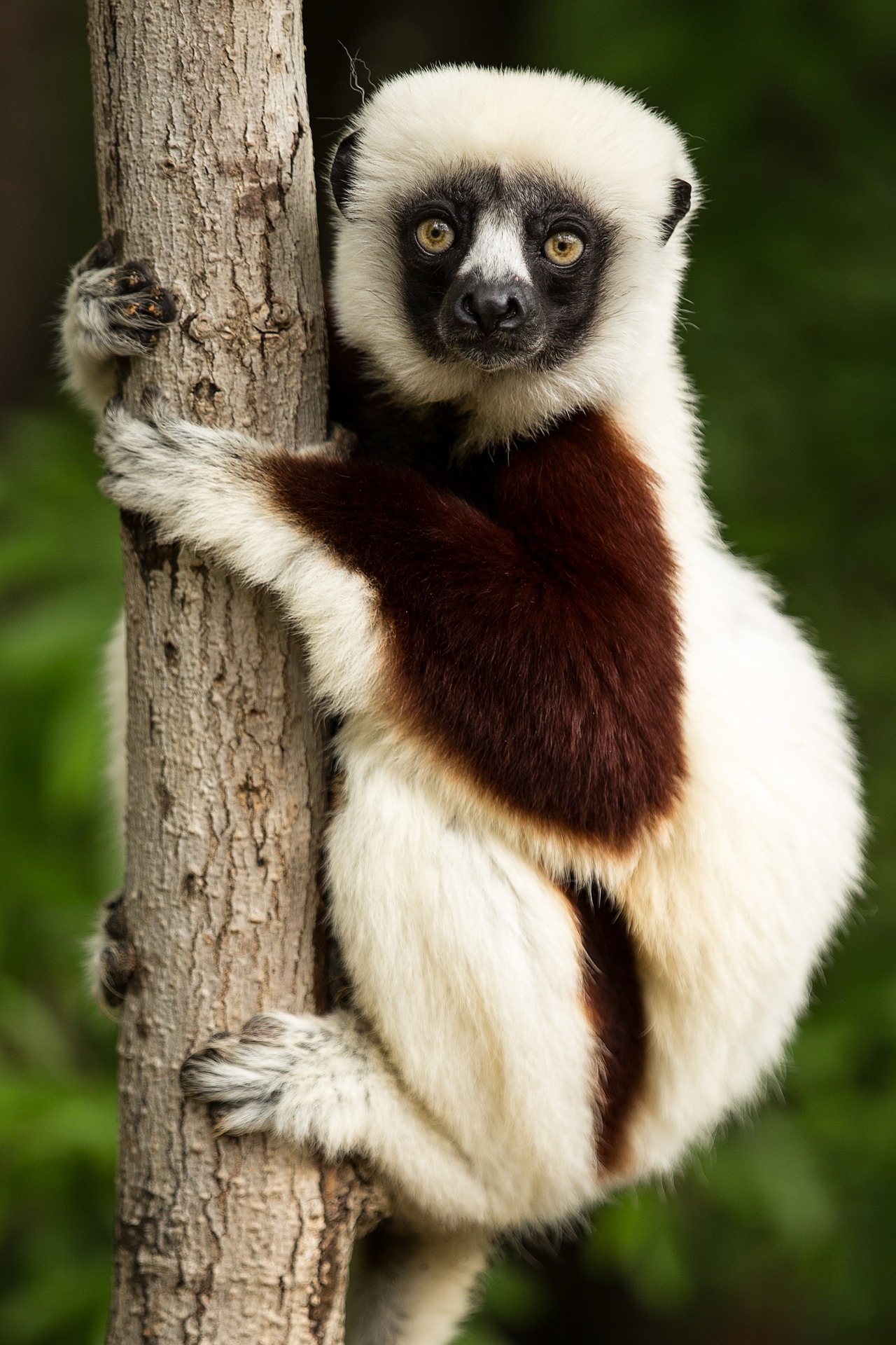 Lemur - lemur (Coquerel-Sifaka)
