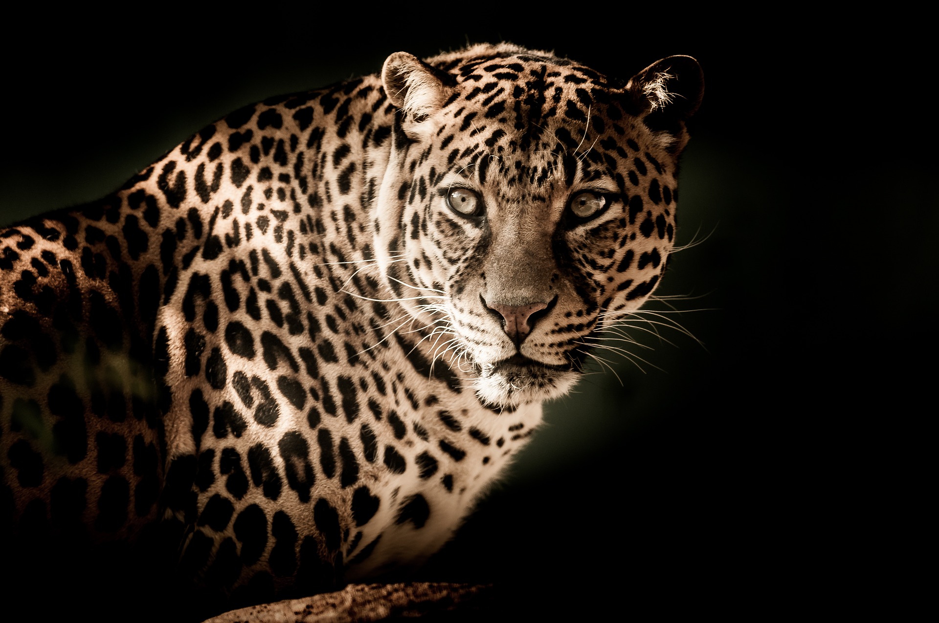 Leopard - leopard