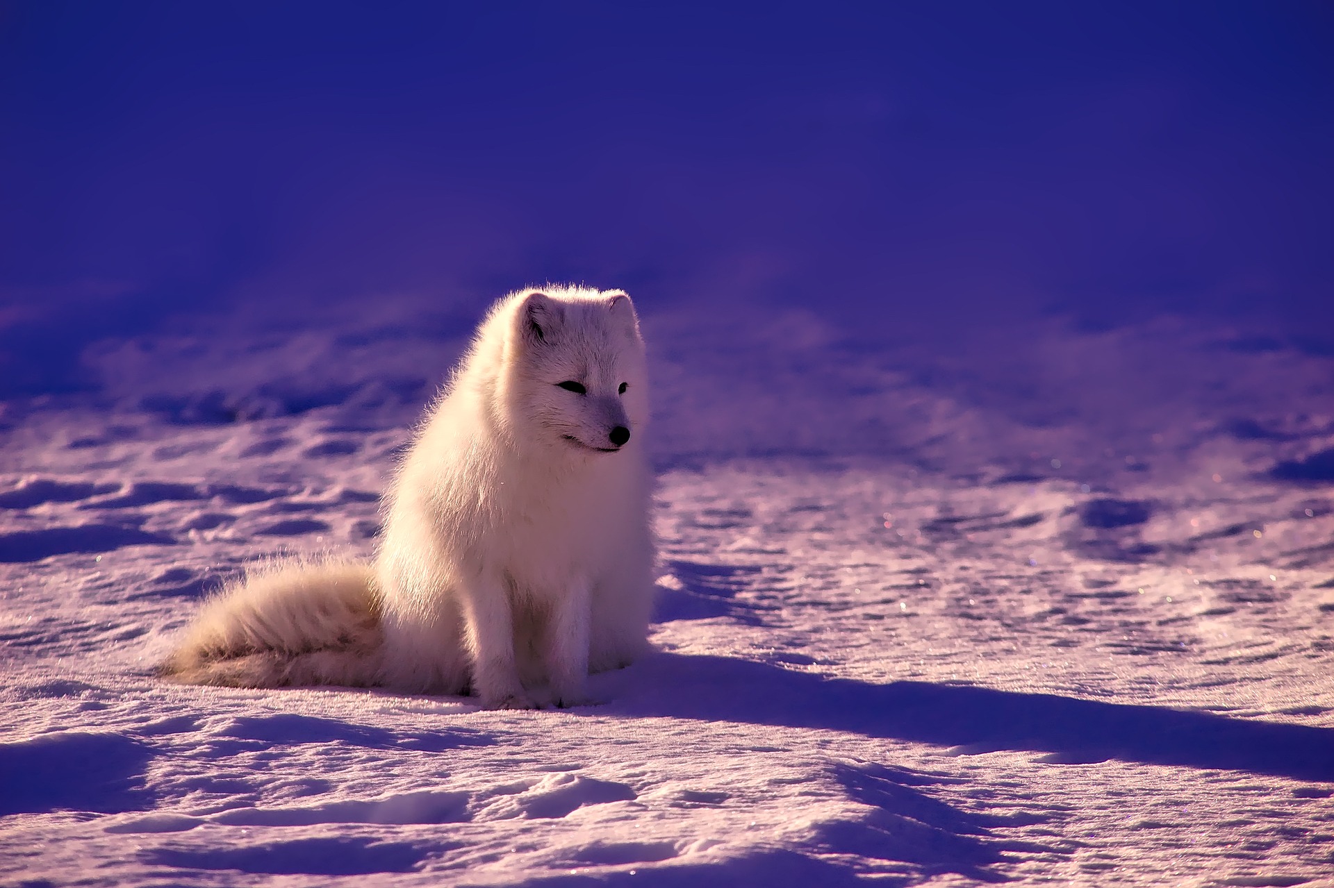 Polarfuchs - polar fox