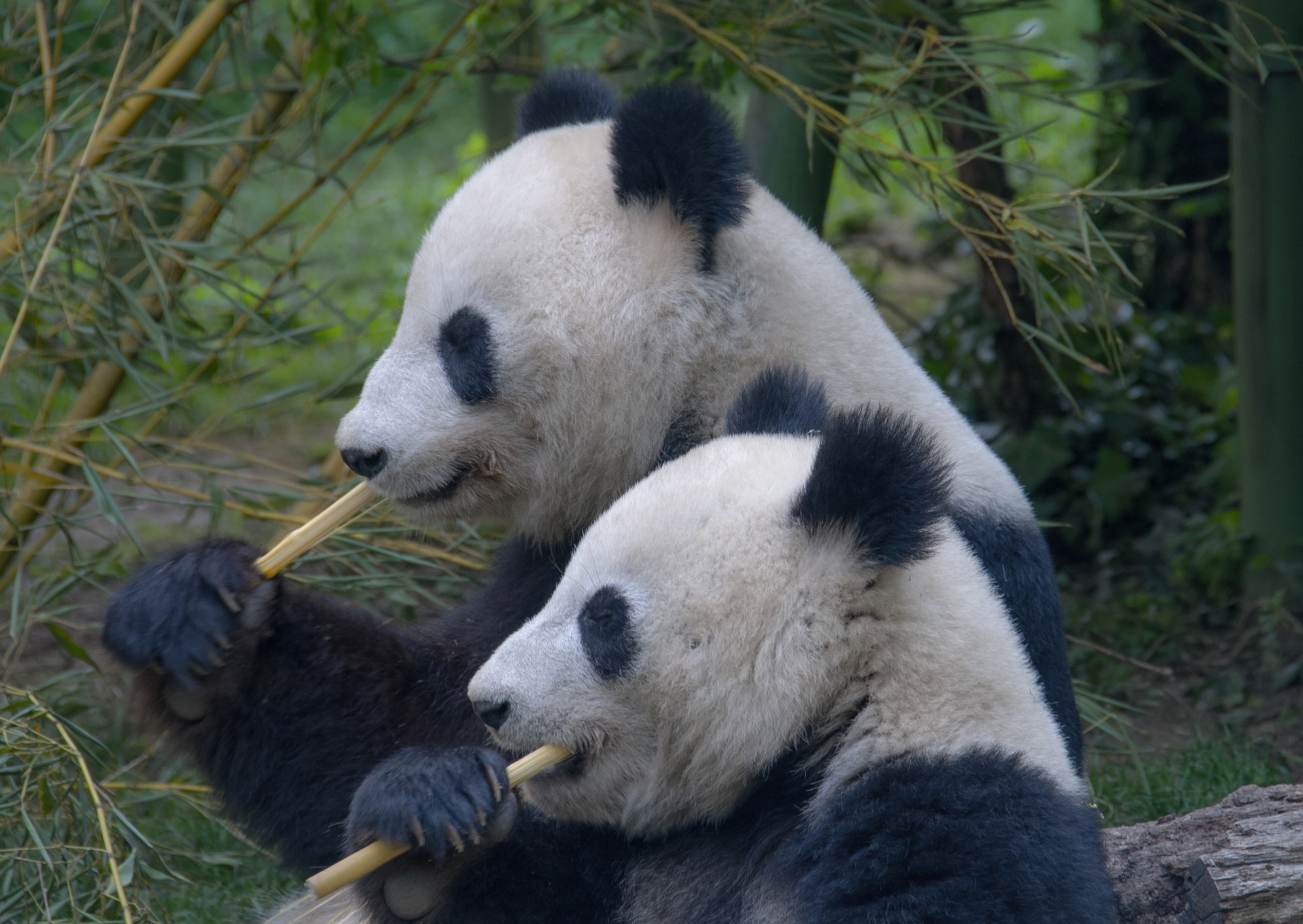 Großer Panda - big panda