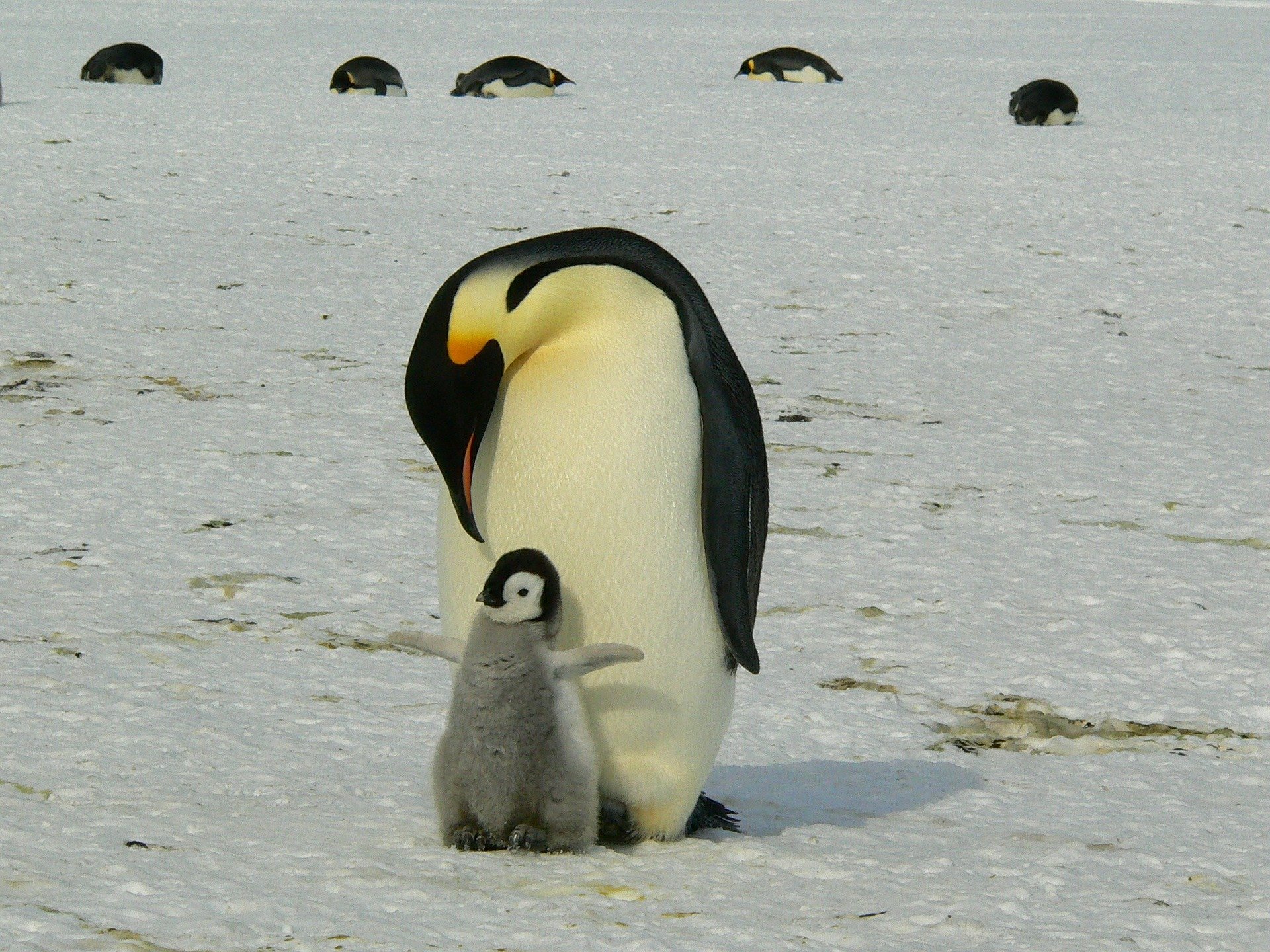 Kaiserpinguin - emporer penguin