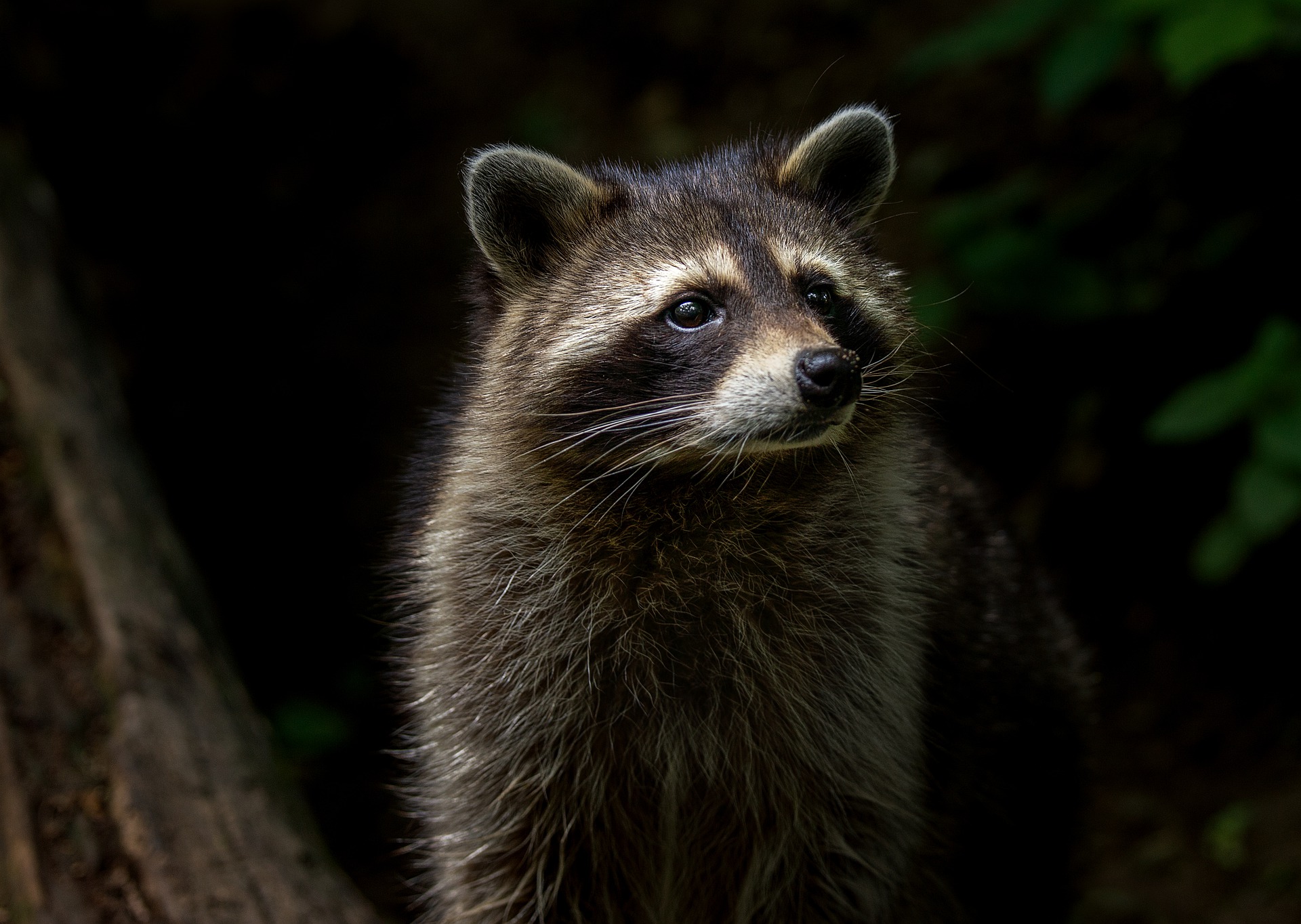 Waschbär - raccoon