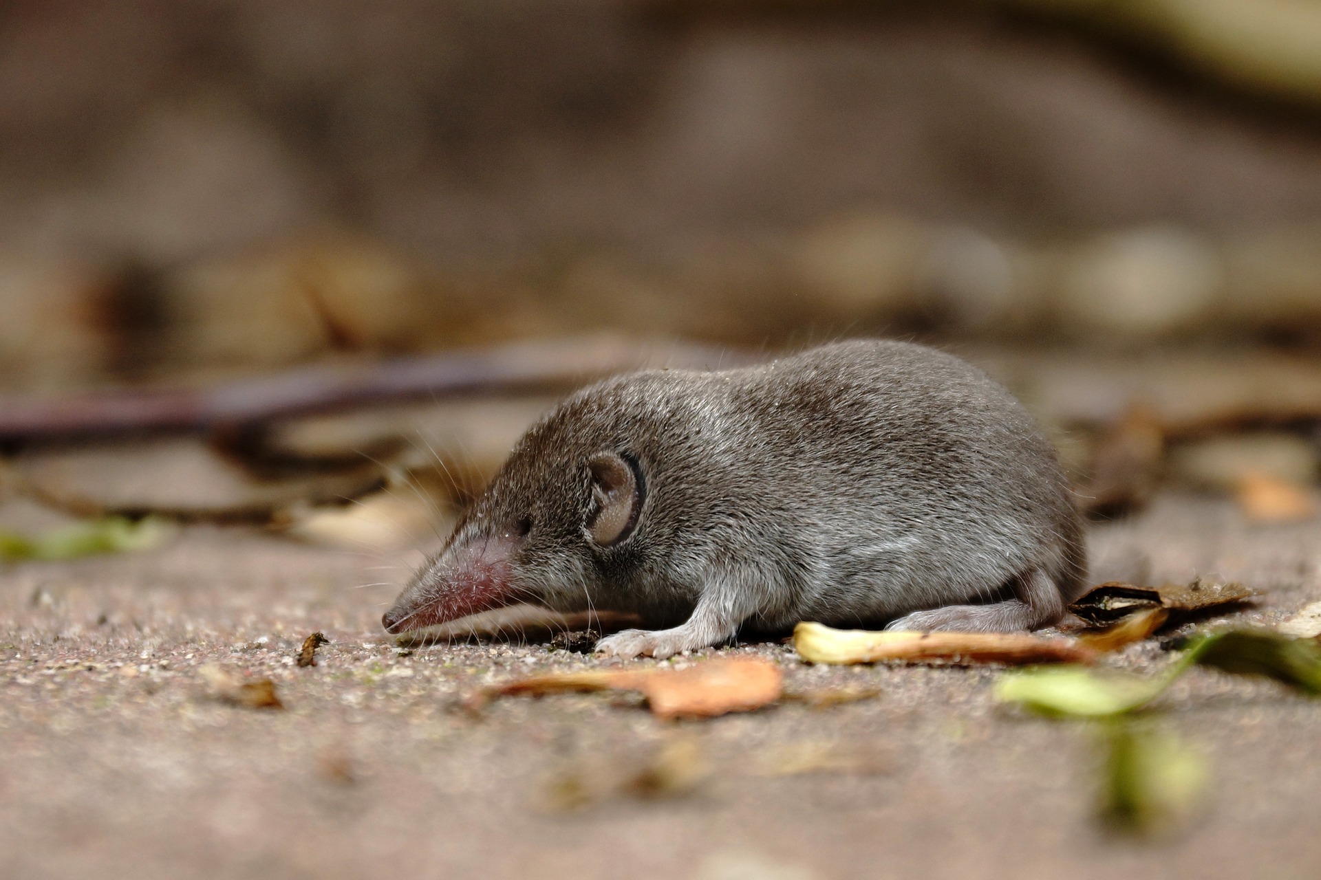 Spitzmaus - shrew