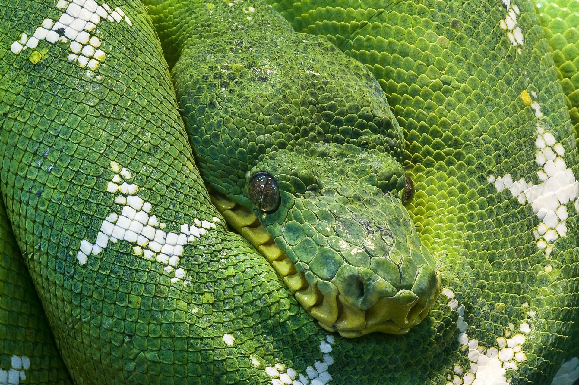 Grüner Baumpython - green tree python