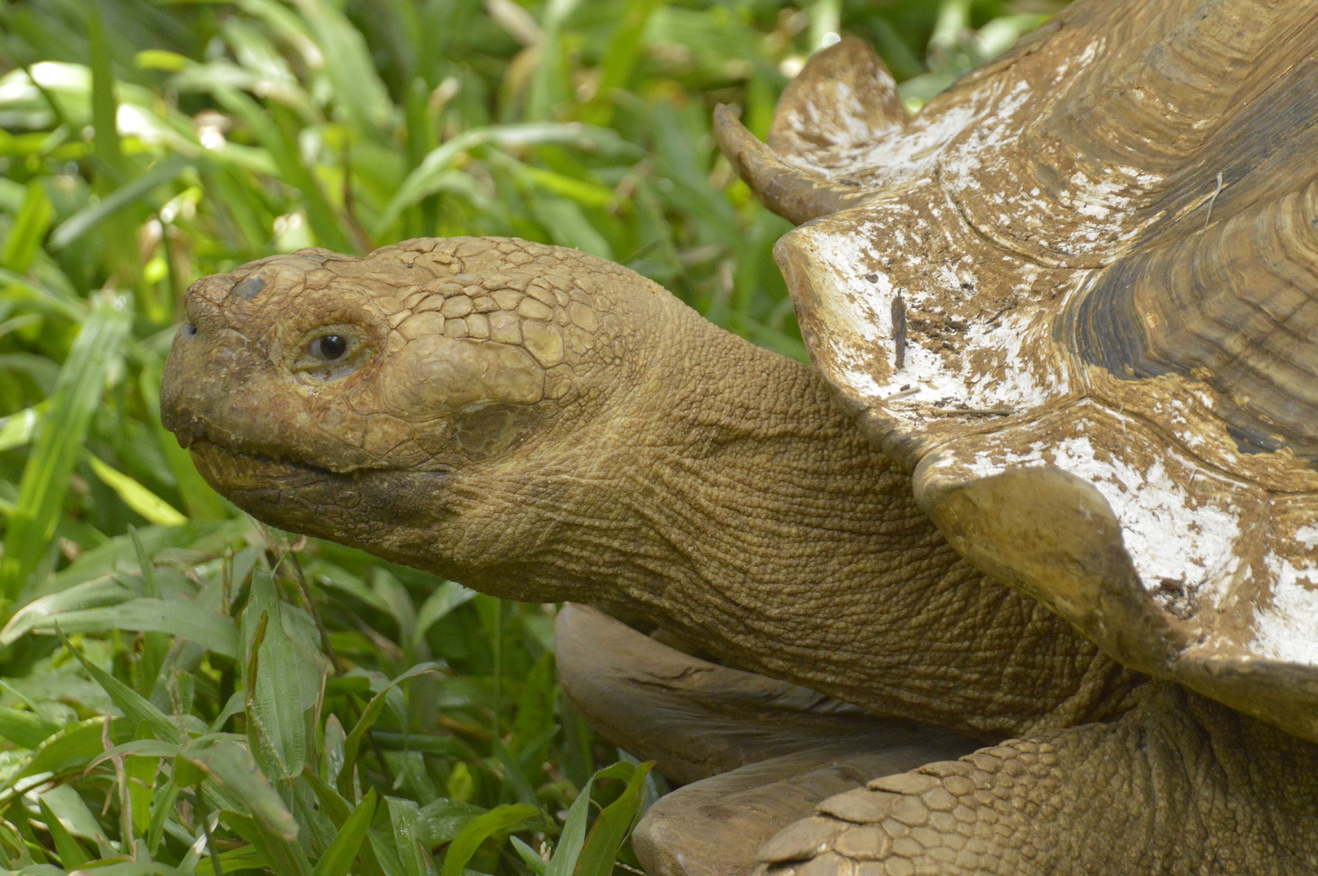Landschildkröte - tortoise