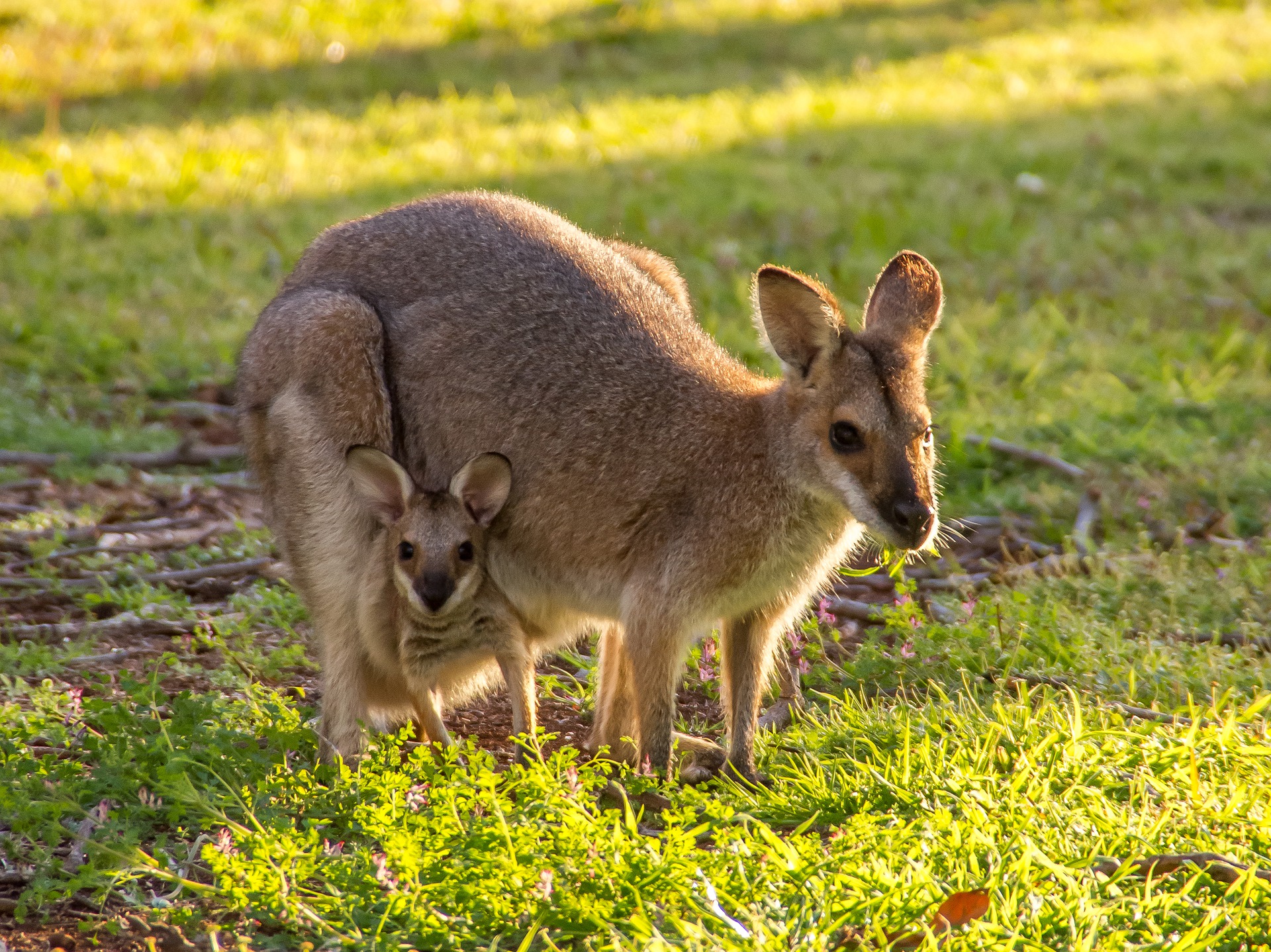 Känguru (Wallaby) - kangaroo (wallaby)